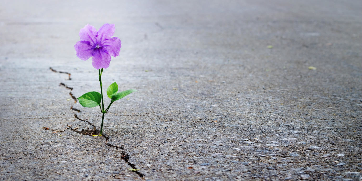 Purple flower growing on crack street, soft focus, blank text Hope Flower